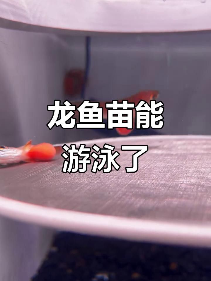 龍魚魚苗圖片欣賞視頻