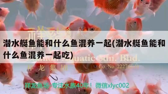潛水艇魚能和什么魚混養一起(潛水艇魚能和什么魚混養一起吃)