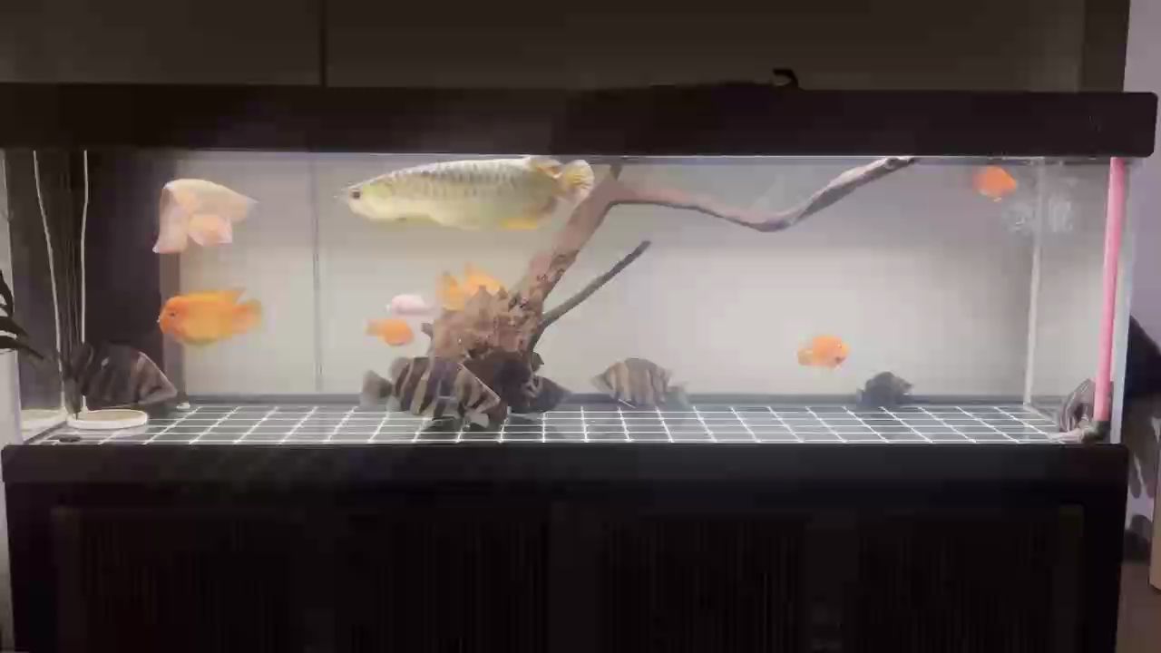 日常干架