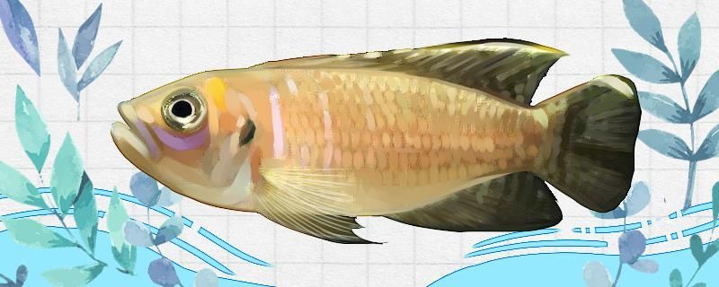 龍魚趴缸在水底不動怎么辦呢（金龍魚趴缸了怎么辦水溫正常最近也沒換水啊）