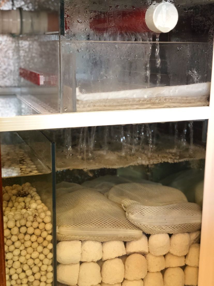 龍魚趴缸在水底不動怎么辦呢（金龍魚趴缸了怎么辦水溫正常最近也沒換水啊）