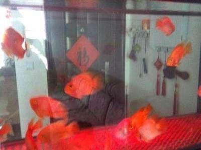 龍魚養殖技術的發展歷程，現代龍魚養殖技術的發展歷程及其對養殖業的影響