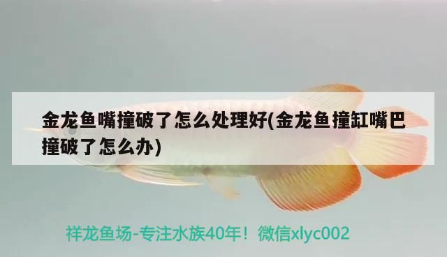 金龍魚嘴撞破了怎么處理好(金龍魚撞缸嘴巴撞破了怎么辦)