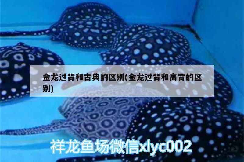 金龍過背和古典的區別(金龍過背和高背的區別)