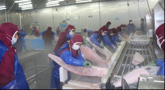 榮成金龍魚