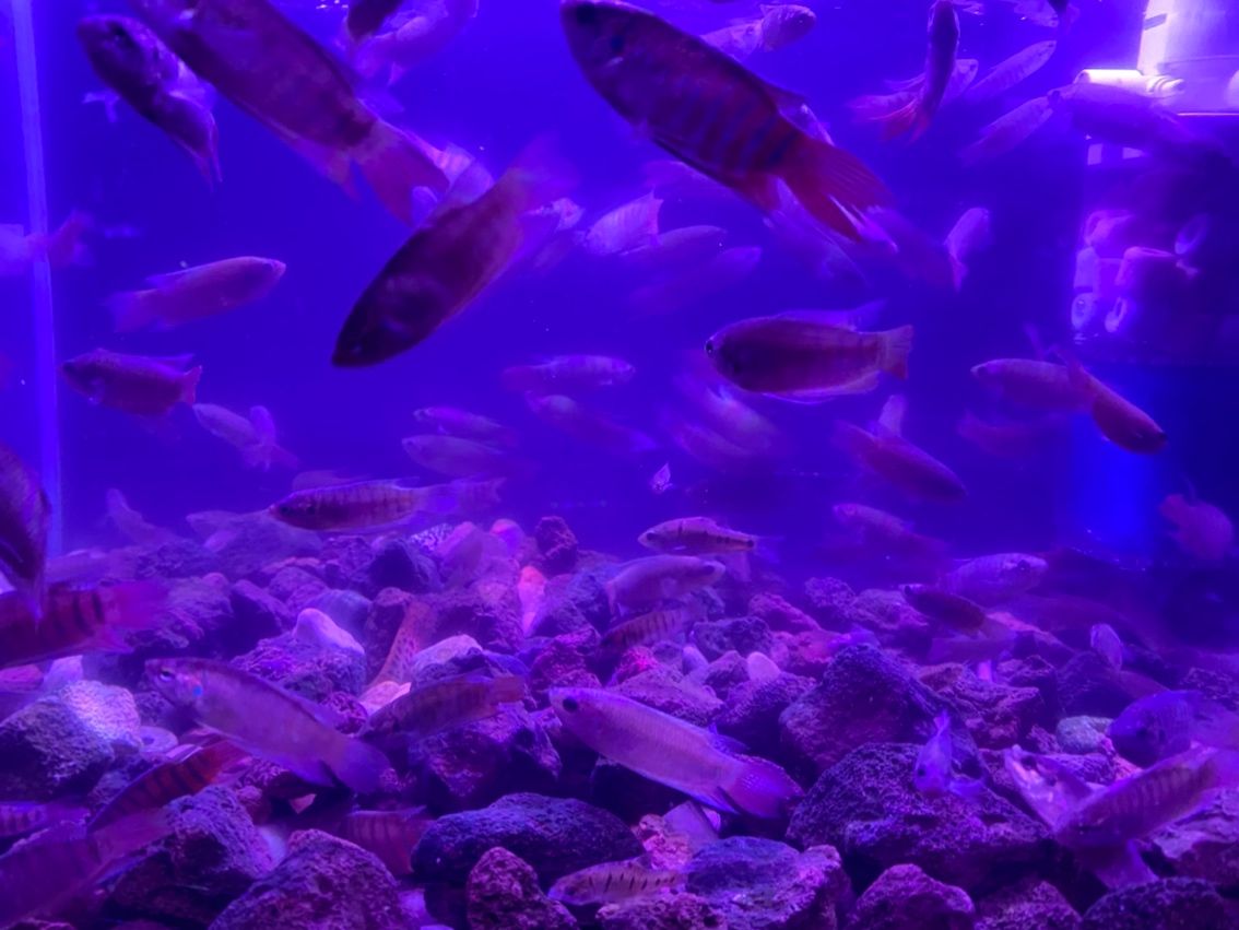 原生態斗魚