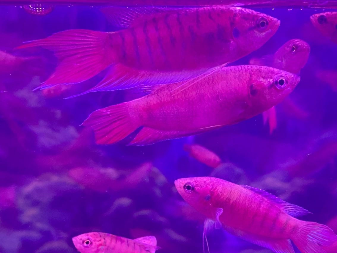 原生態斗魚