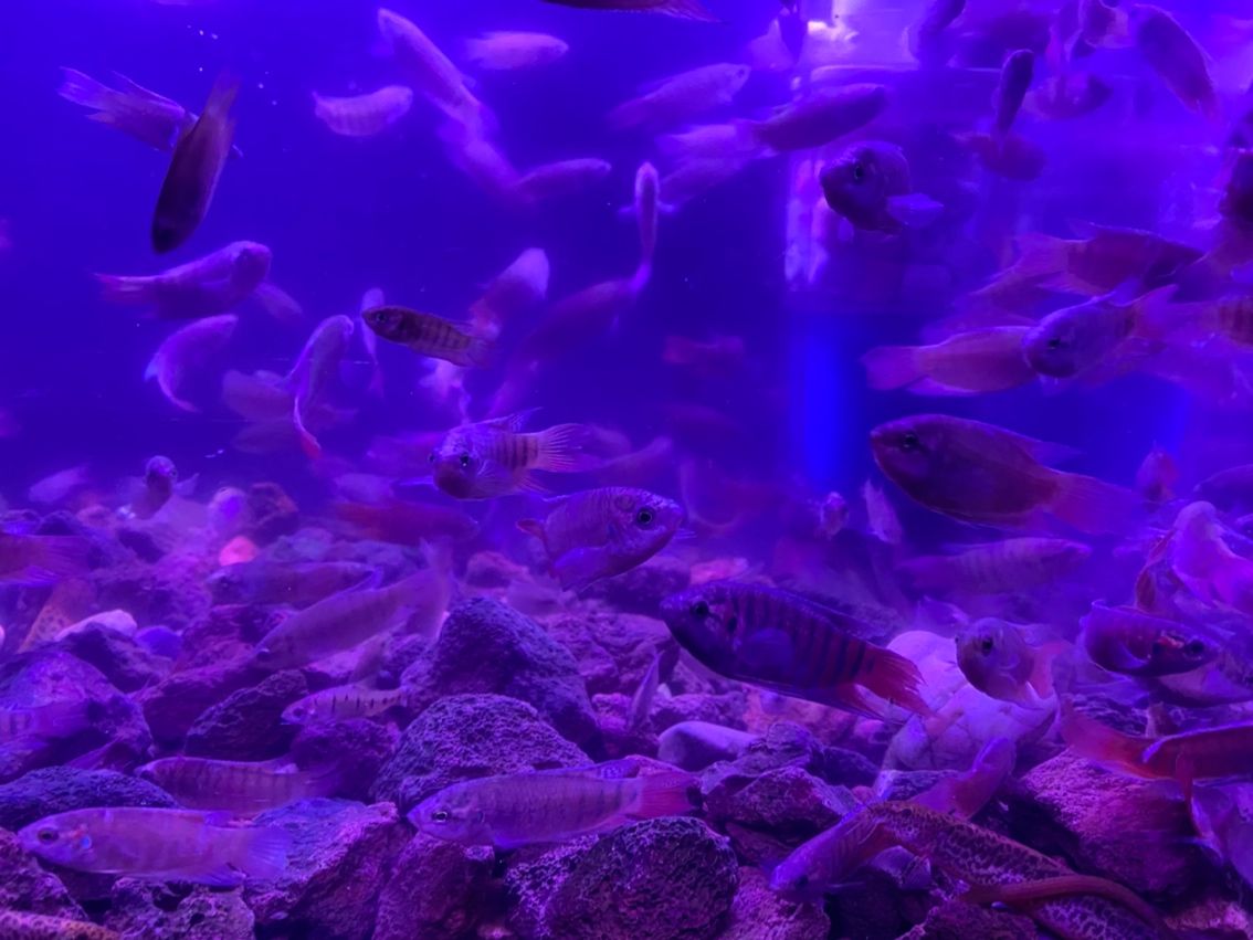 原生態斗魚