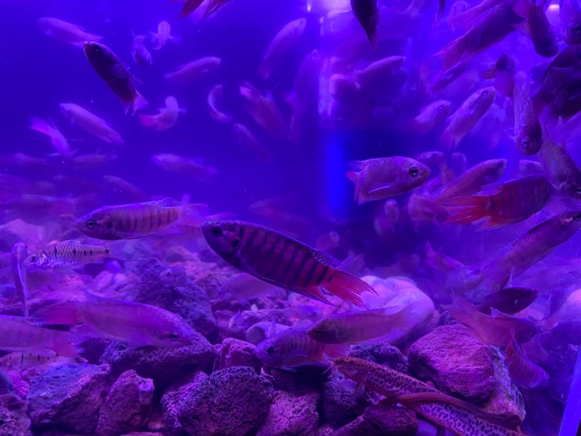 原生態斗魚
