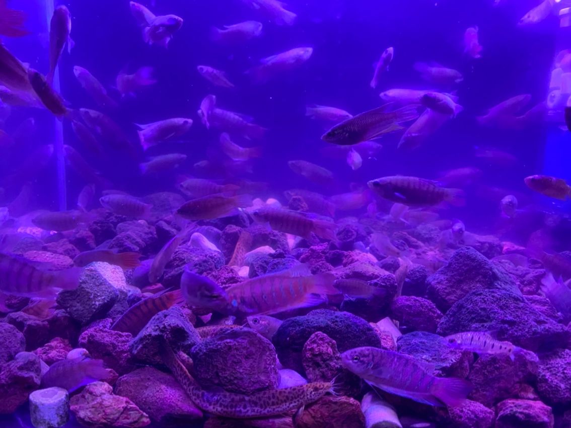 原生態斗魚