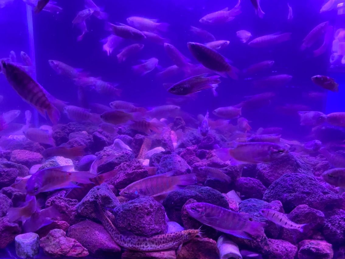 原生態斗魚