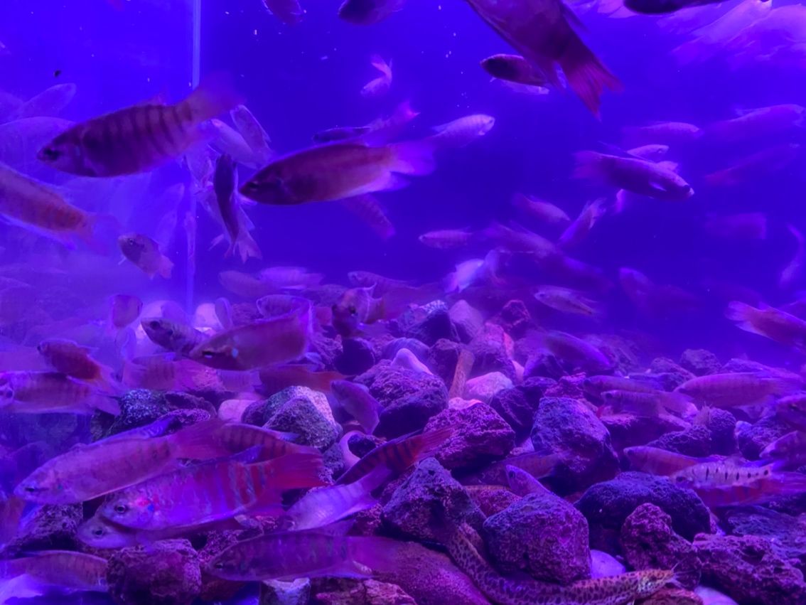 原生態斗魚