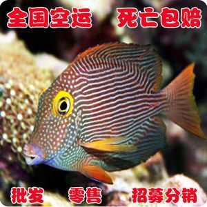 觀賞魚批發價多少錢一條（觀賞魚價格大致批發價格為0.60元人民幣一條） 觀賞魚批發價多少錢一條（觀賞魚價格大致批發價格為0.60元人民幣一條） 觀賞魚百科 第3張