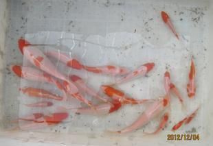 觀賞魚批發價多少錢一條（觀賞魚價格大致批發價格為0.60元人民幣一條） 觀賞魚批發價多少錢一條（觀賞魚價格大致批發價格為0.60元人民幣一條） 觀賞魚百科 第1張