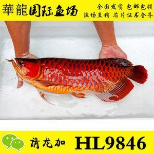 觀賞魚批發價多少錢一條（觀賞魚價格大致批發價格為0.60元人民幣一條） 觀賞魚批發價多少錢一條（觀賞魚價格大致批發價格為0.60元人民幣一條） 觀賞魚百科 第4張
