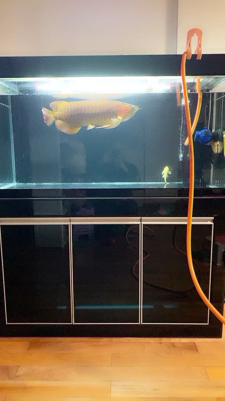 迪慶藏族自治州龍魚養殖基地在哪里（迪慶藏族自治州龍魚養殖基地在哪里呀）