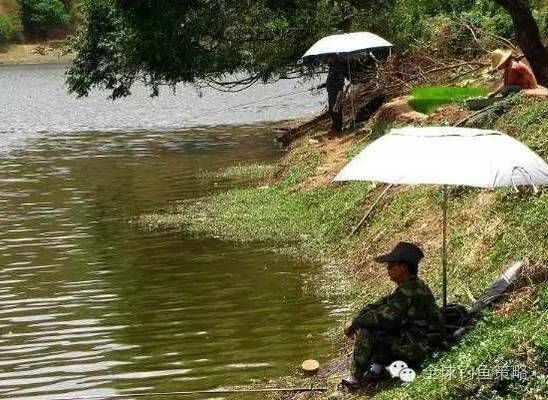 水泡金魚水泡變黑渾濁的防治方法