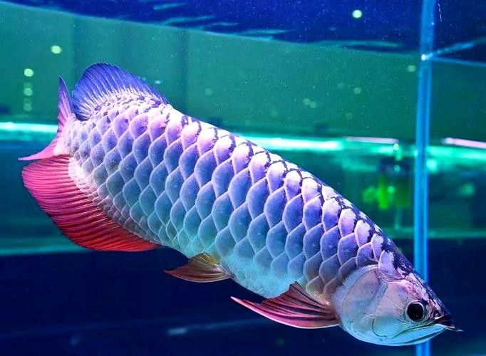 臨沂河東龍魚