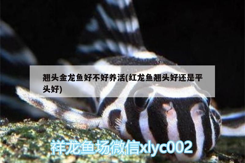 翹頭金龍魚好不好養活(紅龍魚翹頭好還是平頭好)