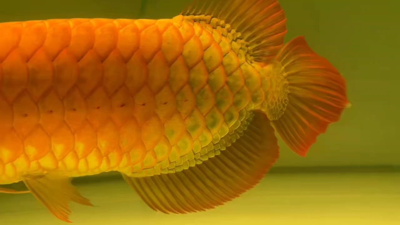 我們專注選魚、用心養魚，只愿成為同業您的后花園。[握手]
