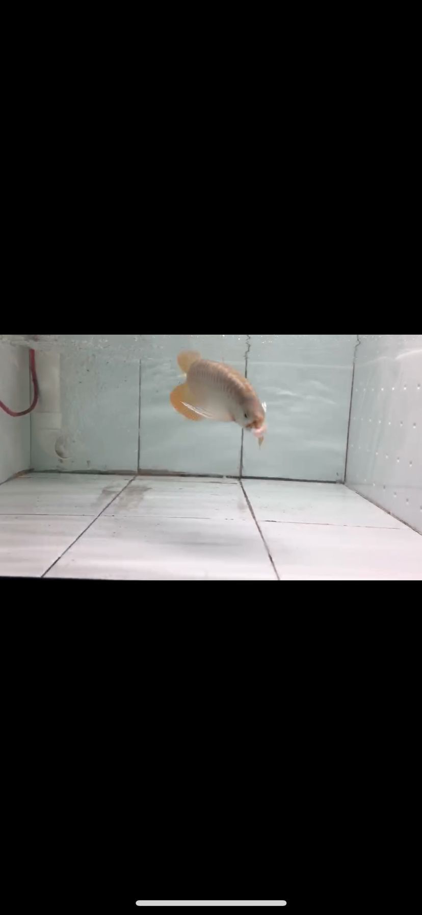 葫蘆島水族館印尼大尾巴精選小苗