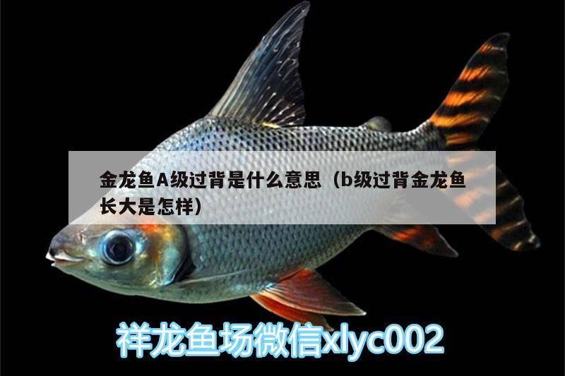 金龍魚A級過背是什么意思（b級過背金龍魚長大是怎樣）