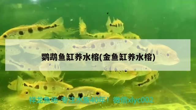 廣州龍魚(yú)批發(fā)市場(chǎng)哪家好點(diǎn)呢(廣州最大龍魚(yú)市場(chǎng))