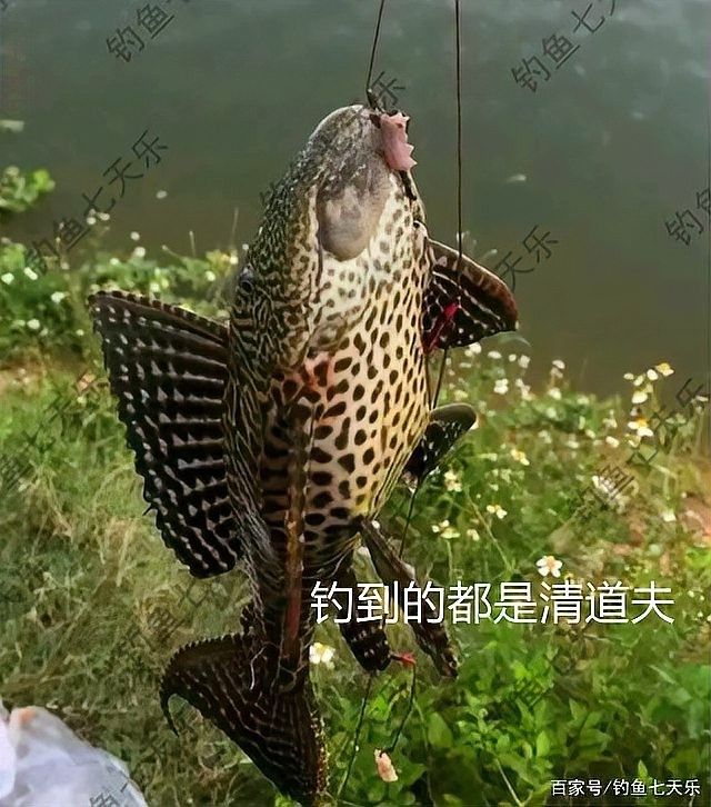 九龍江魚類大全