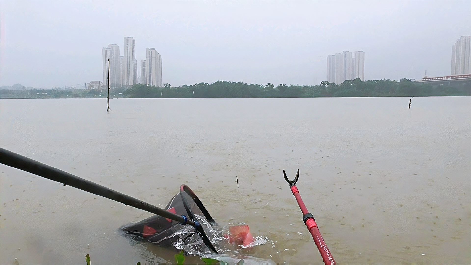 九龍江魚類大全