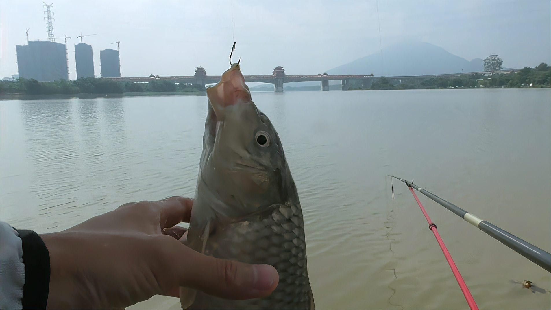 九龍江魚類大全