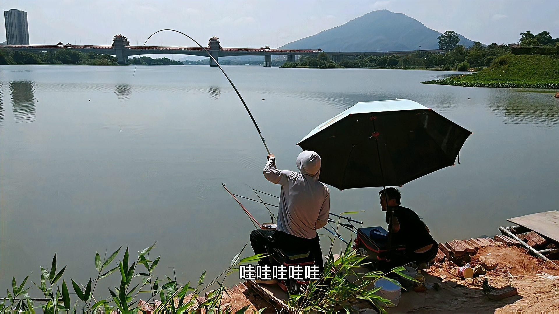 九龍江魚類大全