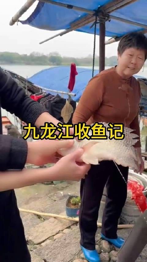 九龍江魚類大全