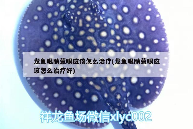 龍魚眼睛蒙眼應該怎么治療(龍魚眼睛蒙眼應該怎么治療好)