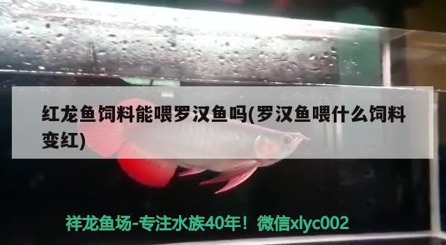 紅龍魚飼料能喂羅漢魚嗎(羅漢魚喂什么飼料變紅)