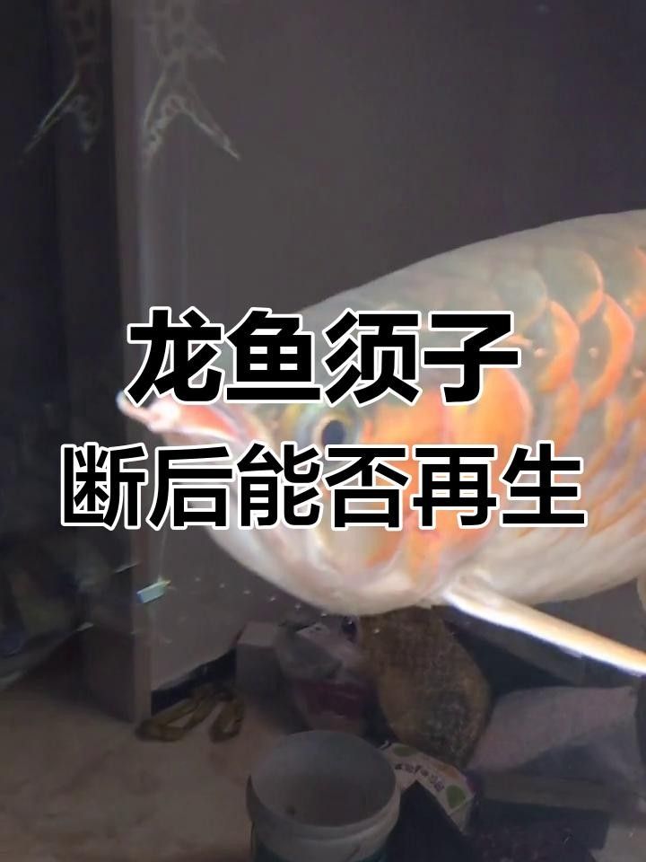 龍魚的須斷了能長回來嗎
