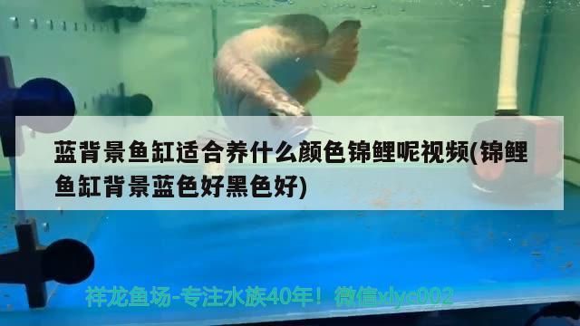 藍背景魚缸適合養(yǎng)什么顏色錦鯉呢視頻(錦鯉魚缸背景藍色好黑色好)