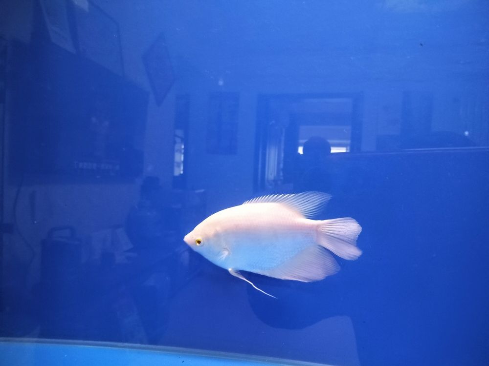 今天請了一條招采