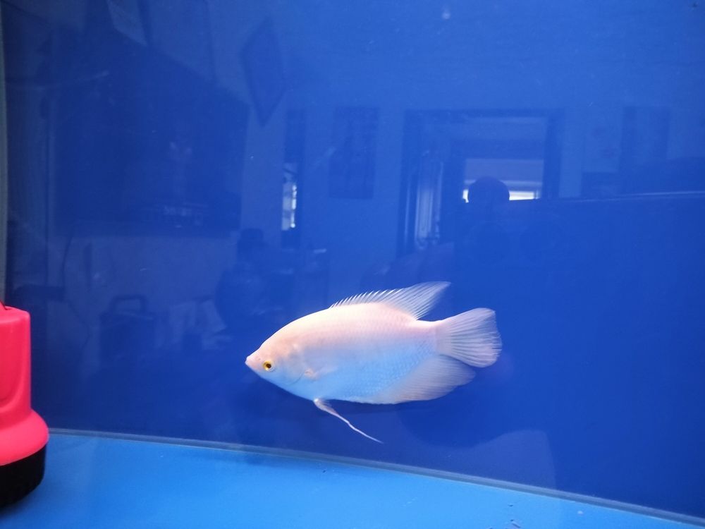 今天請了一條招采