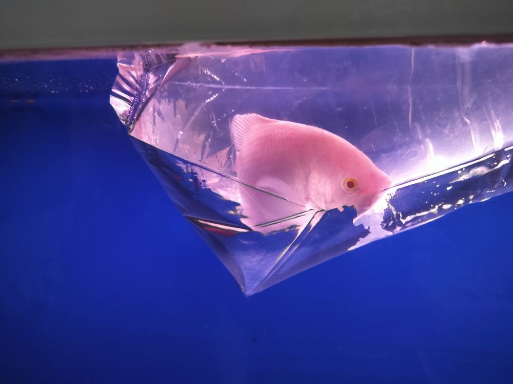 今天請了一條招采