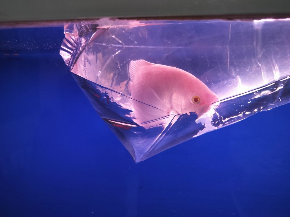 今天請了一條招采