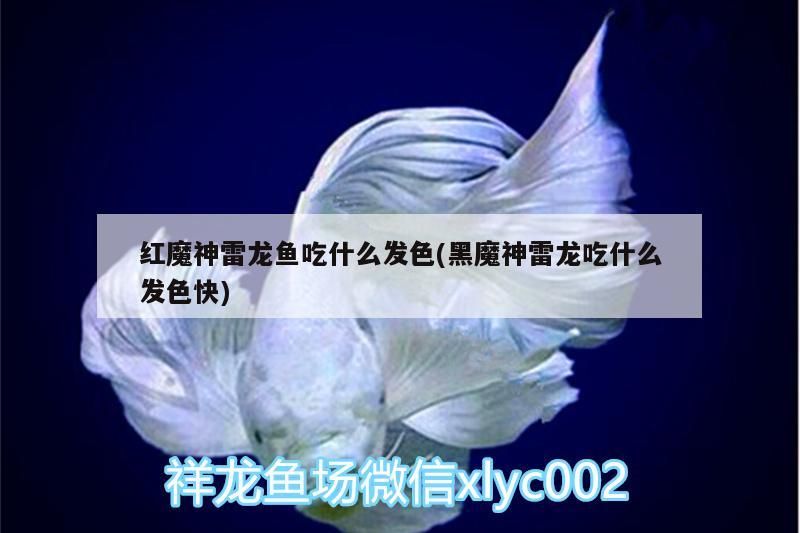 紅魔神雷龍魚吃什么發色(黑魔神雷龍吃什么發色快)