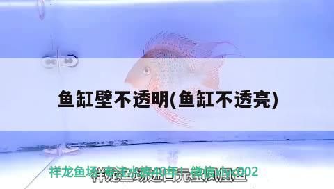 魚缸壁不透明(魚缸不透亮)