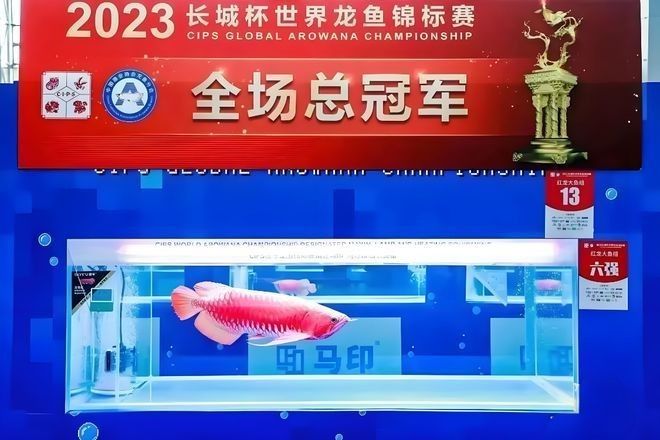 渭源龍魚