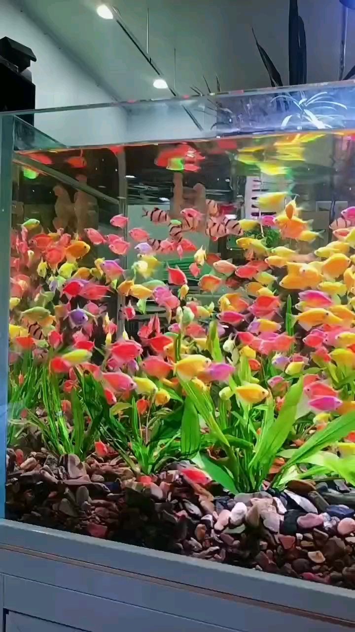-顏值百搭：有 7 色，紅色，綠色，藍色，紫色，黃色，白色，虎皮色。等多樣花色，適配溪流缸、草缸、裸缸等各類造景，無論是單獨飼養還是群養，都極具觀賞性。