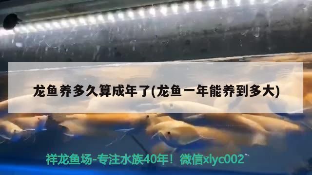 龍魚養(yǎng)多久算成年了(龍魚一年能養(yǎng)到多大)
