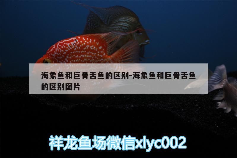 海象魚和巨骨舌魚的區別:海象魚和巨骨舌魚的區別圖片
