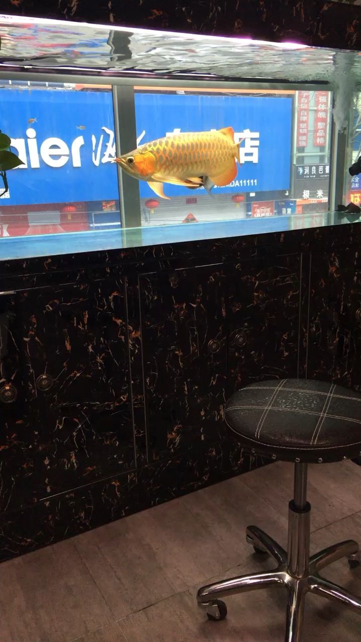 到店里喂喂魚