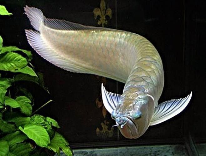 白金龍 觀賞魚百科 第4張 白金龍 白金龍 觀賞魚百科 第4張