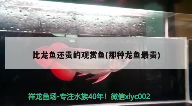 龍魚鰓被打破了怎么辦（請問銀龍魚掉鱗片怎么辦）