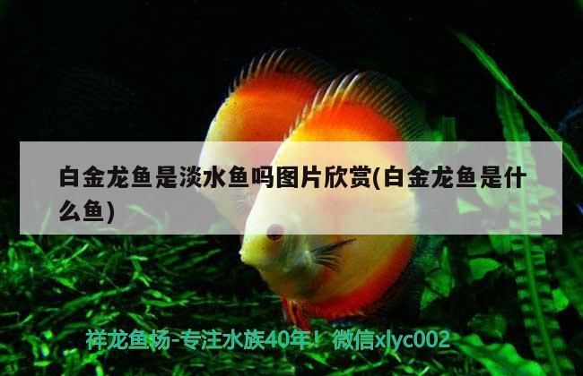 龍魚鰓被打破了怎么辦（請問銀龍魚掉鱗片怎么辦）